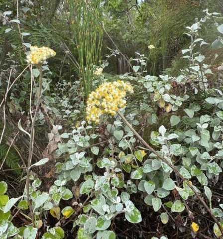 Helichrysum petiolare